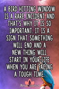 What Does It Mean When A Bird Hits Your Window? Meaning & Symbolism