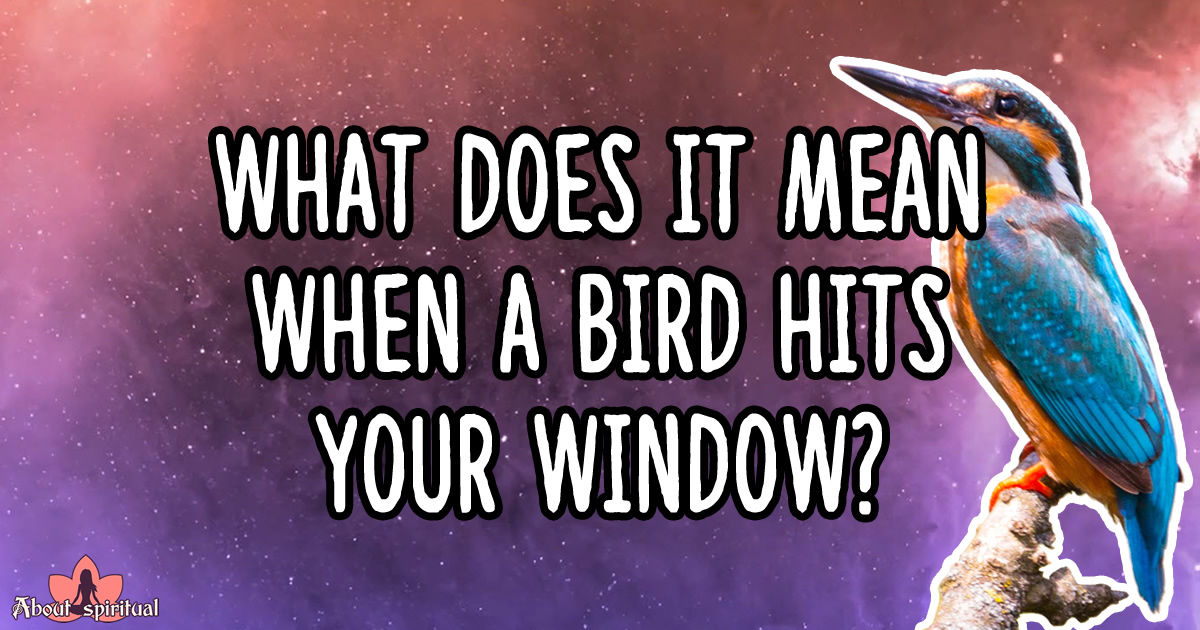 What Does It Mean When A Bird Hits Your Window? Meaning & Symbolism