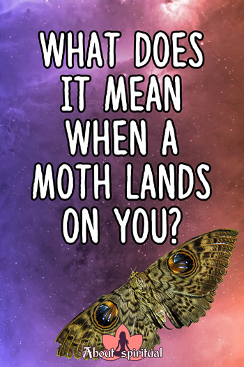What does it mean when a moth lands on you? Is it good luck or bad luck ...