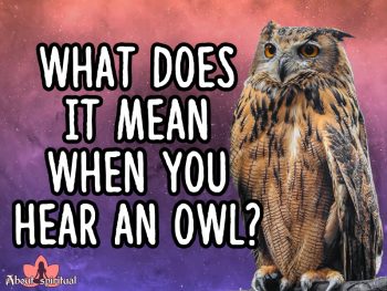 What Does It Mean When You Hear An Owl