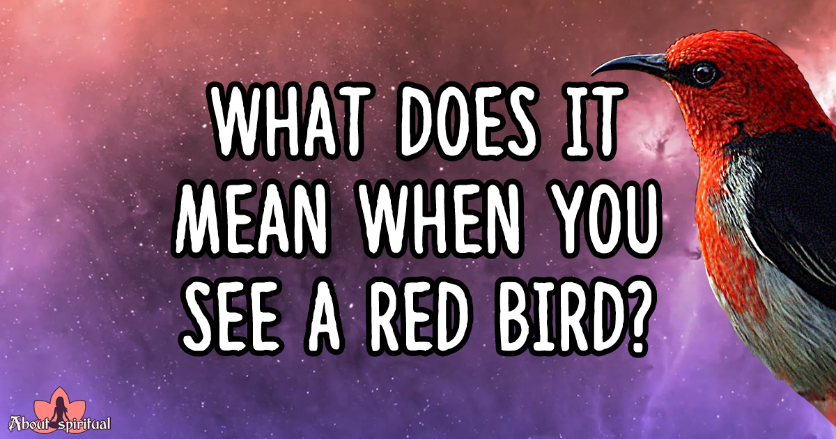 What Does It Mean When You See a Red Bird? Symbolism & Meaning About