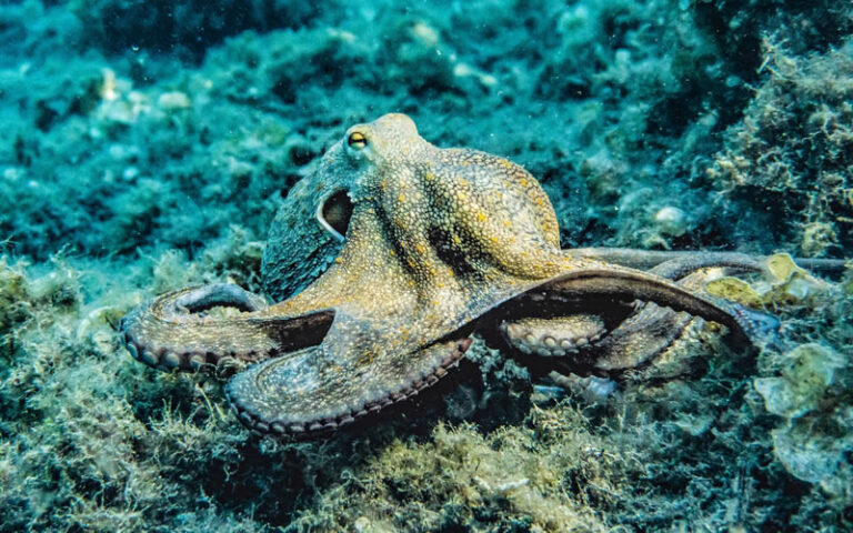 These Animals Will Inspire You Stories Of Unbelievable Resilience - 429gmvf