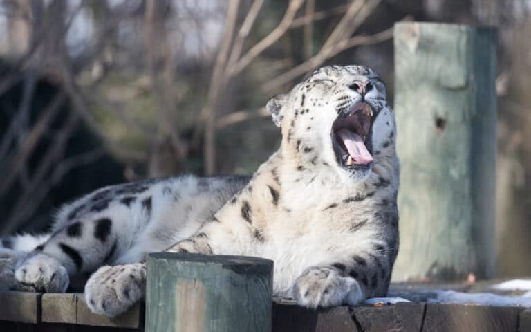 These Animals Will Inspire You Stories Of Unbelievable Resilience - yvurh4z